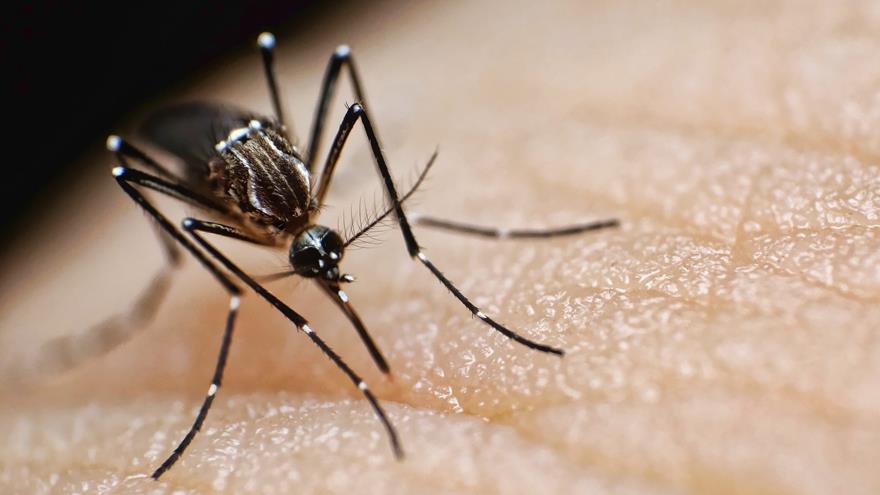 Mosquitoes' Bloodsucking Tubes Could Enable High-Definition 3D Printing