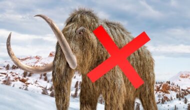 'Mammoth' Bones Kept in a Museum For 70 Years Turn Out to Be An Entirely Different Animal : ScienceAlert