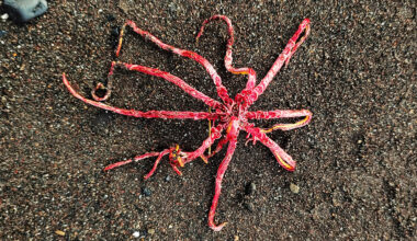 First direct study of deep-ocean mining impact on marine species