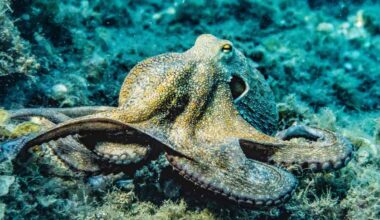 2025 Was 'Year of the Octopus' Says UK Wildlife Trust, Amid Record Cephalopod Sightings