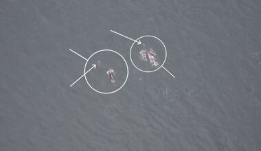 For the first time on video: orcas and dolphins “team up” to hunt chinook salmon off the coast of Vancouver Island