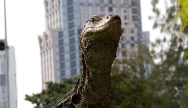 The giant reptiles reclaiming the world's most visited city