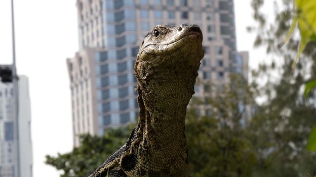 The giant reptiles reclaiming the world's most visited city
