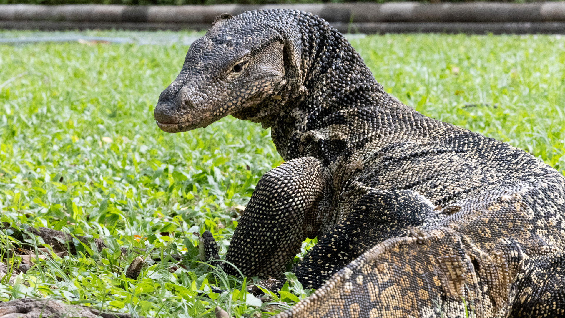 Mirja Vogel Once pushed to the city's edges, the species has adapted to life in parks and canals, with populations now estimated in the thousands (Credit: Mirja Vogel)