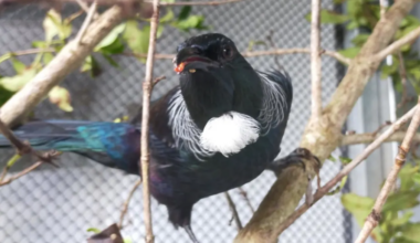 'Hey buddy': Pleakley the tūī has a lot to say