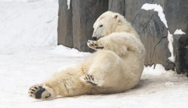 Polar Bears Enjoying Their First Snow in Hungarian Zoo Go Viral