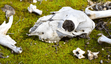 Prehistoric Giants That Hopped Pleistocene Kangaroos Were Surprisingly Agile, Fossil Study Suggests