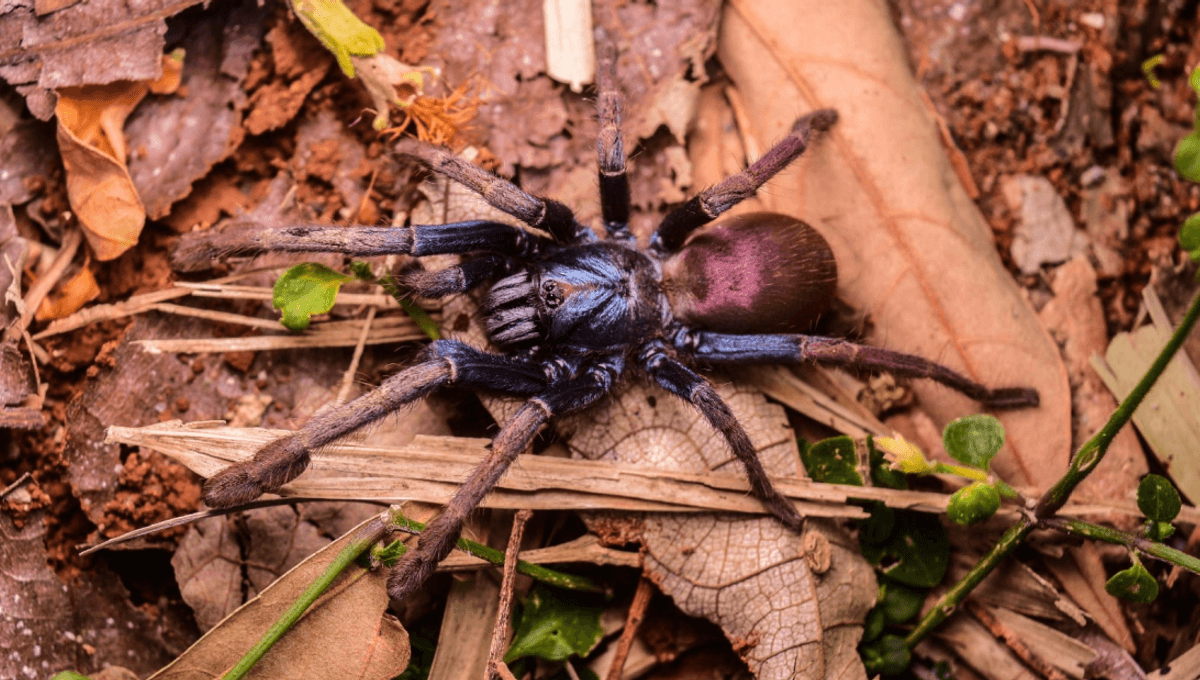 Meet The Psychedelic Earth Tiger, A Funky Addition To Fauna & Flora's “10 Species To Watch” In 2026