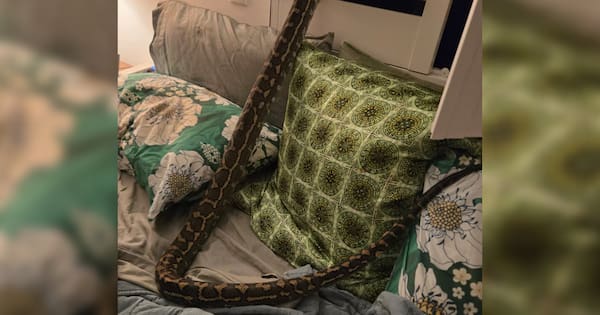 Brisbane woman wakes to find 2.5m python curled up on top of her