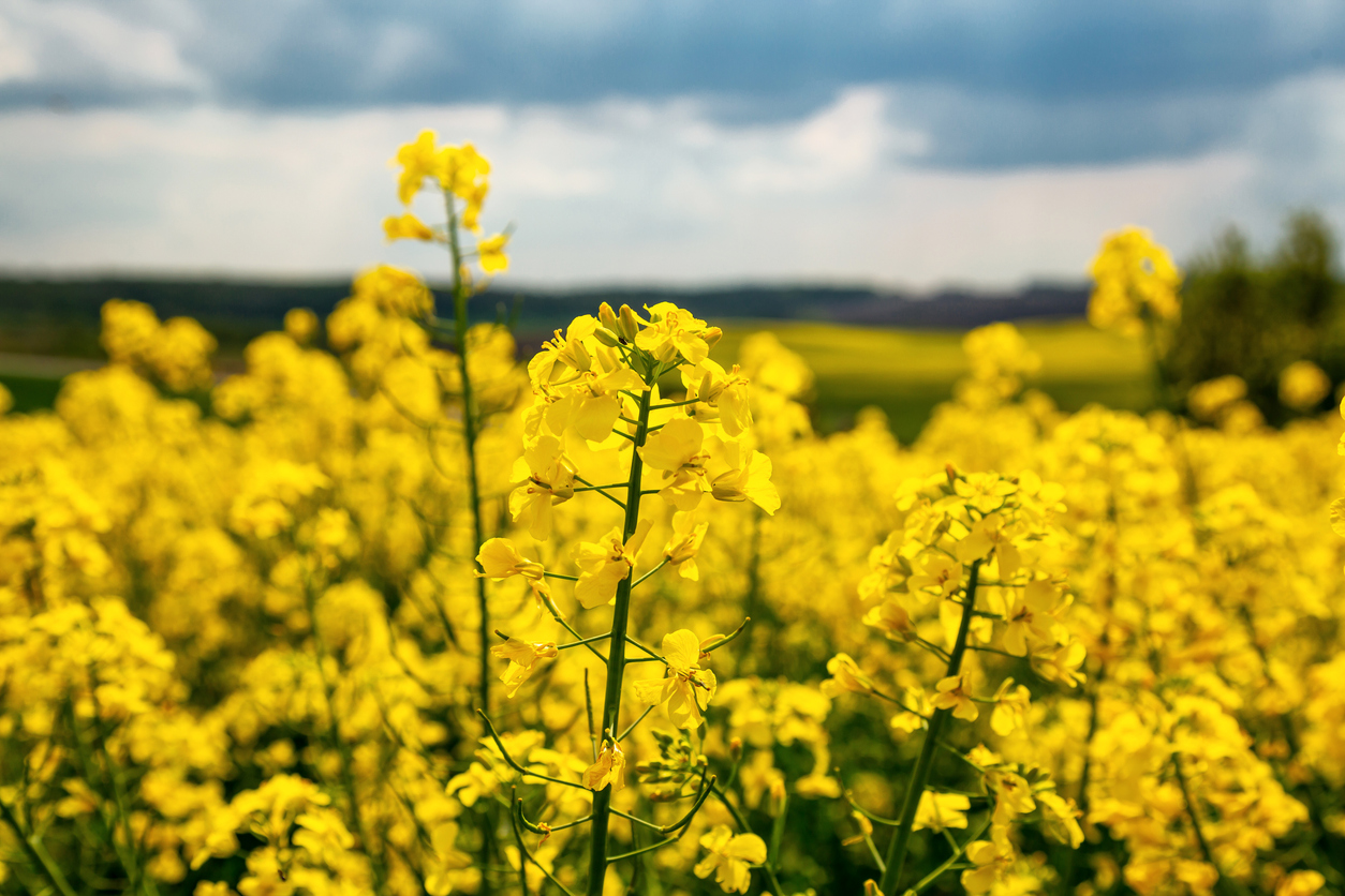 Rapeseed field Image credit: iStock/Sergii Zysko