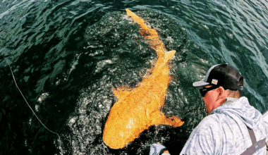 Rare 'golden Ghost' Shark Found Off Central America Could Signal Genetic Shift