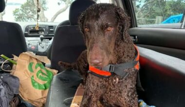 Dog found alive days after yacht capsize — still wearing life jacket