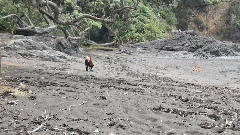 Rimu spotted at Cabbage Tree Bay in Matapouri.