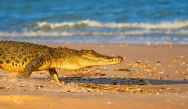 Saltwater Crocodiles Ride Ocean Currents To Get Between Islands