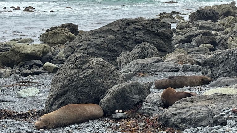  Seals bask on the rocks near the end of Cape Palliser Rd. (Source: LDR / Sue Teodoro)