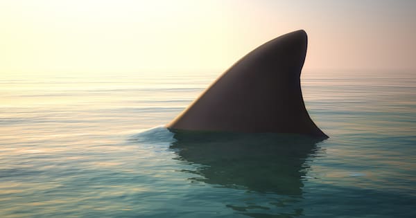 Swathe of Sydney beaches closed after third shark attack in two days