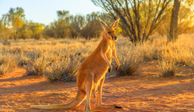 Side view of red kangaroo, Macropus rufus, standing on the red sand of outback central Australia.