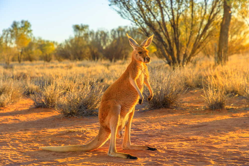 Side view of red kangaroo, Macropus rufus, standing on the red sand of outback central Australia.