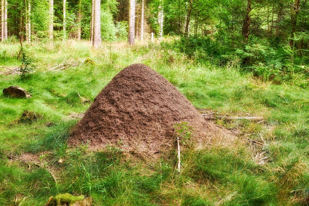 Brighter Side of News