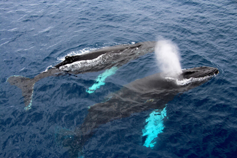 A pair of humpback whales near the surface of the water.