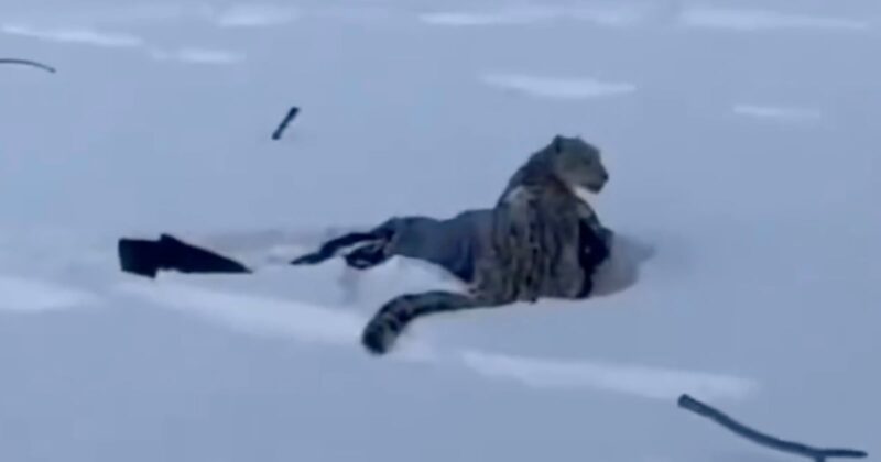 A snow leopard sits alert on top of a person lying in deep snow, with scattered dark objects partially covered by snow around them.