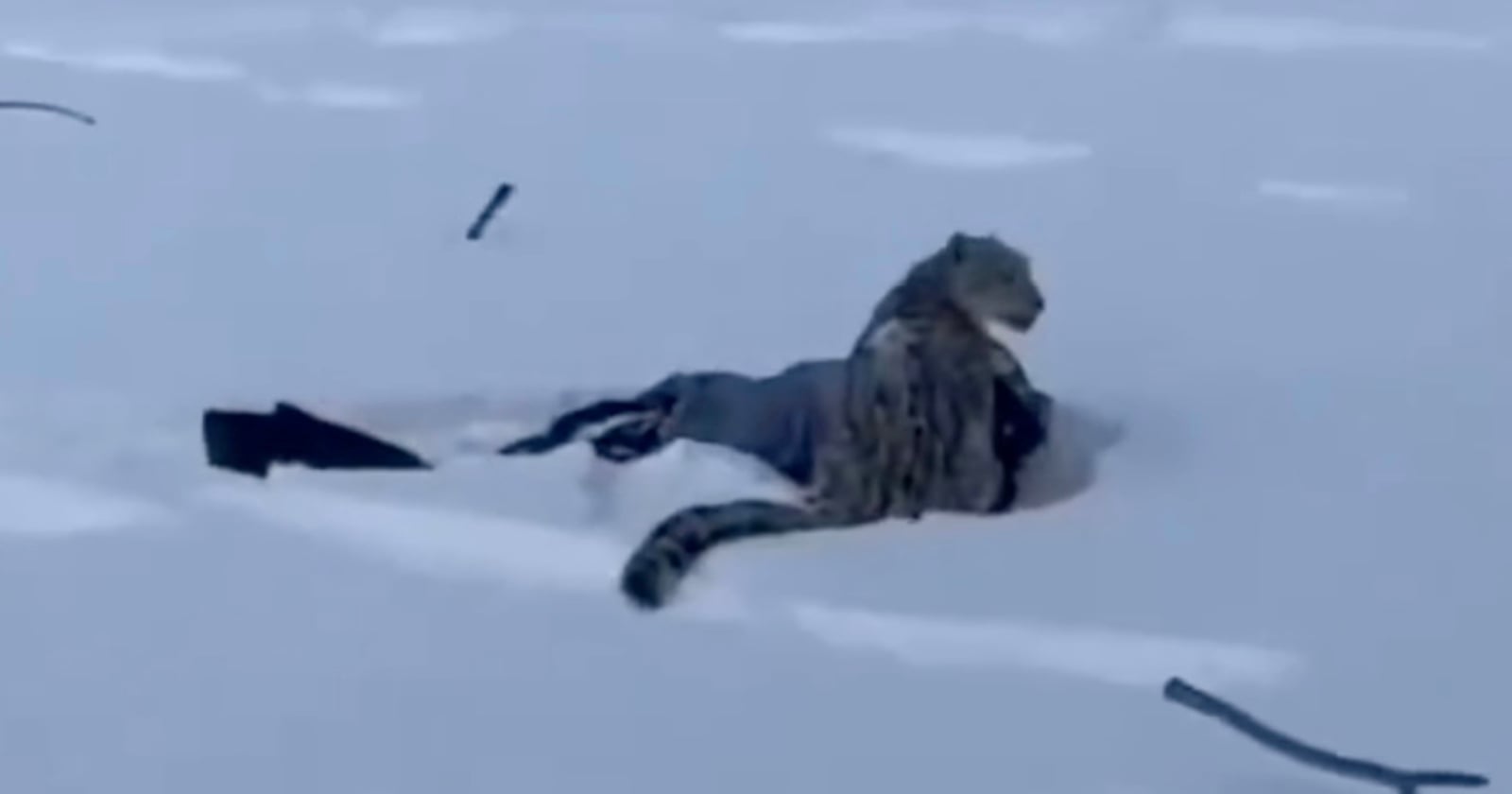 A snow leopard sits alert on top of a person lying in deep snow, with scattered dark objects partially covered by snow around them.