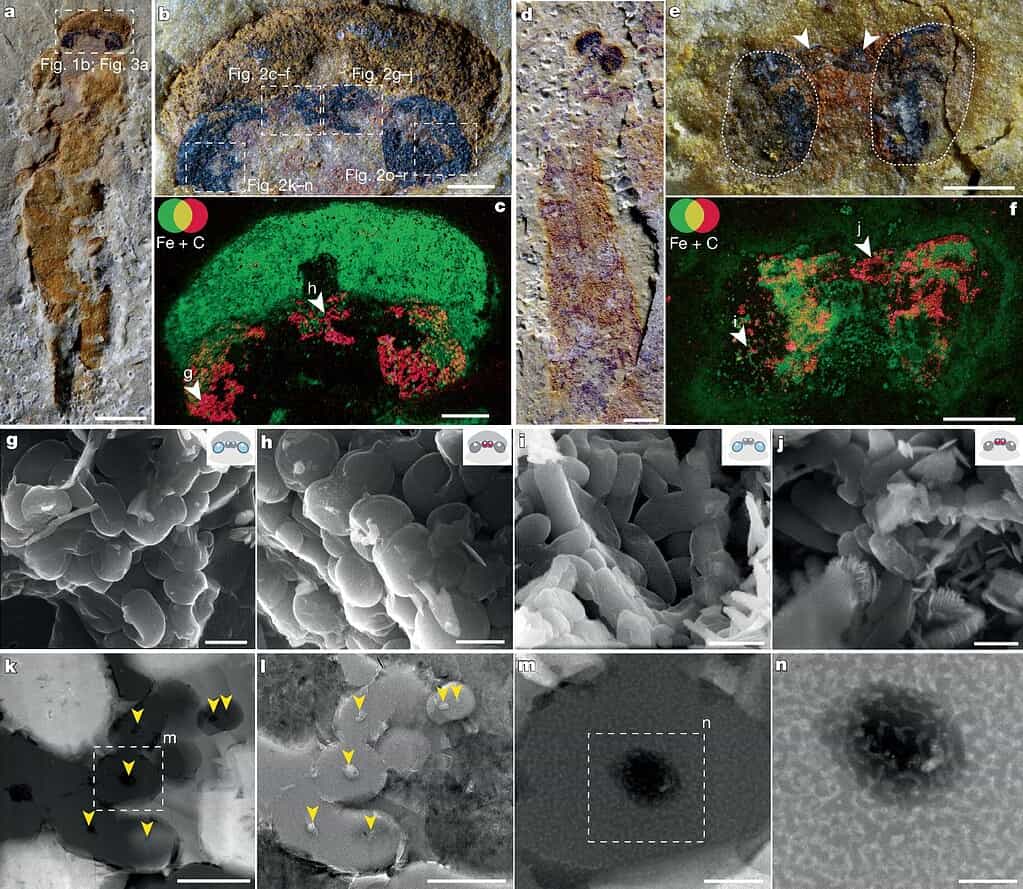 Camera and microscope images of the specimen indicating the locations of the eyes