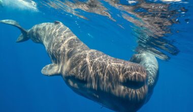 "Suddenly I realise what’s going on. There’s no wounded animal here – it’s a mother giving birth."