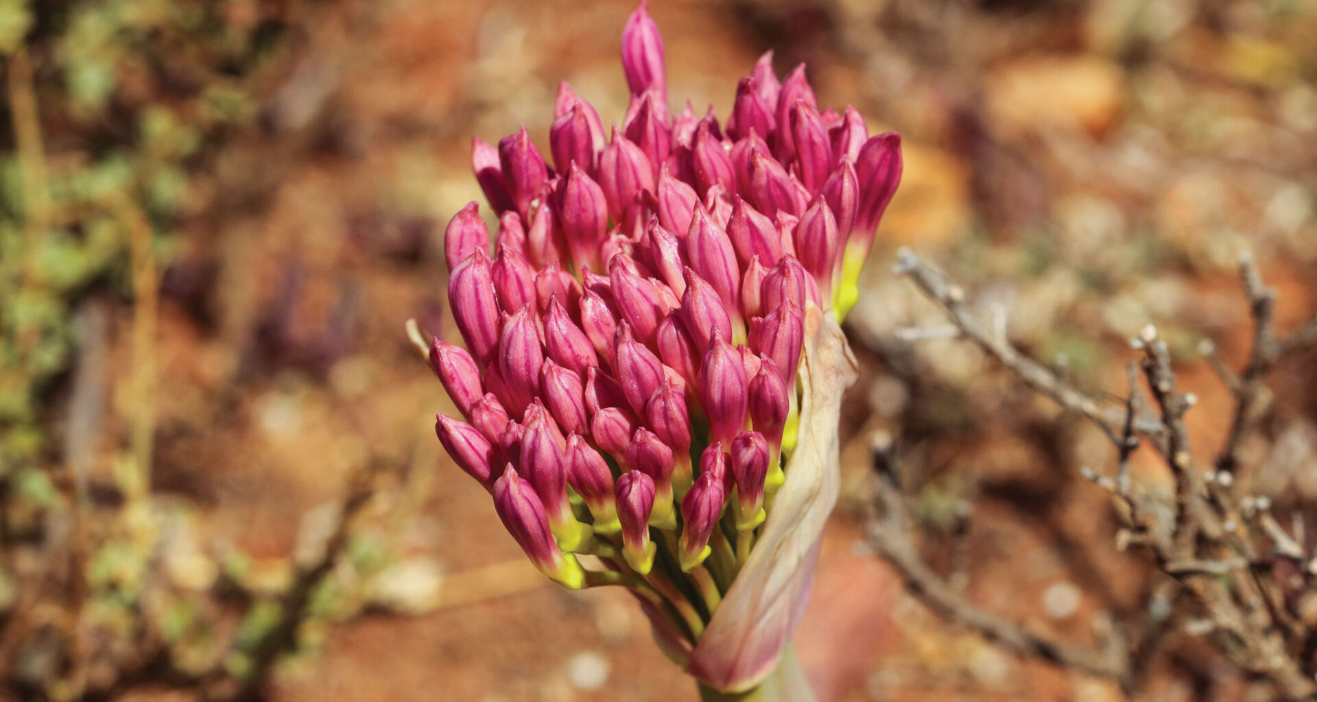 Stone Age humans hunted with poisoned arrows