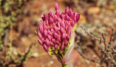 Stone Age humans hunted with poisoned arrows