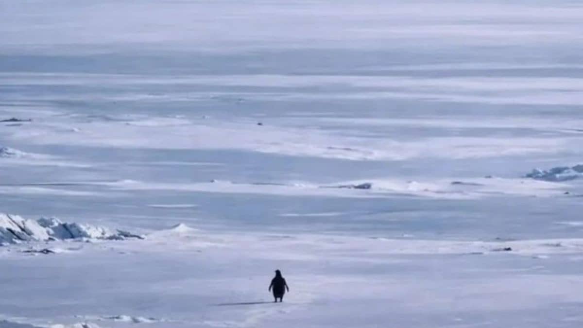 Story behind the viral