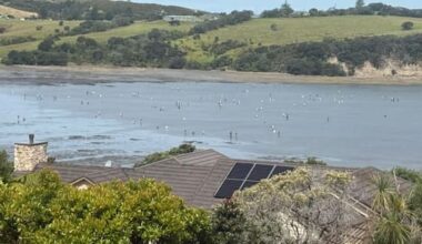 Whangaparāoa rock pools 'stripped bare' by sea life gatherers