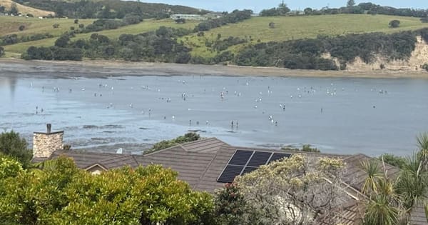Whangaparāoa rock pools 'stripped bare' by sea life gatherers