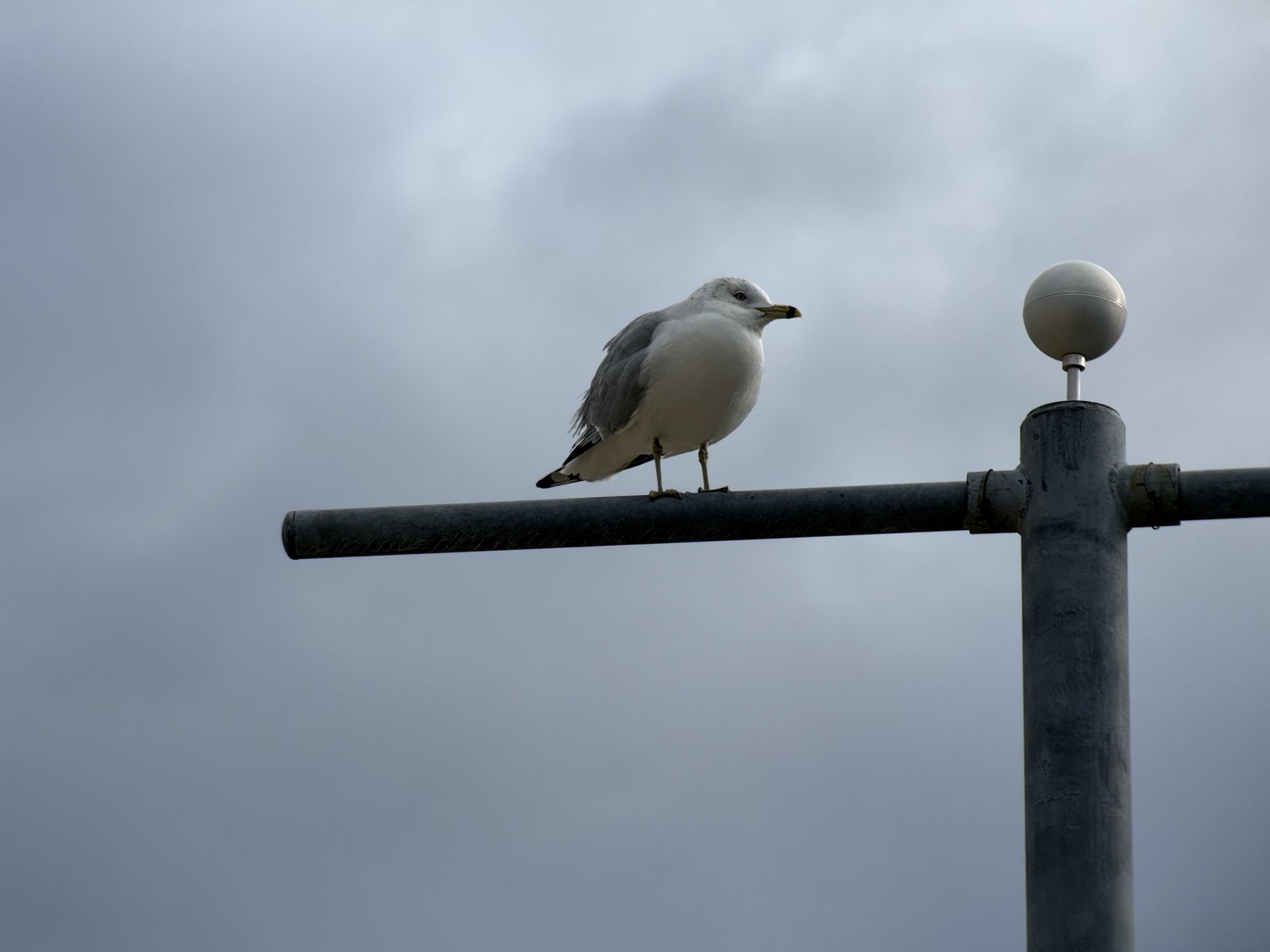 Shiftcam 240mm Super Zoom Tele zoom sample.