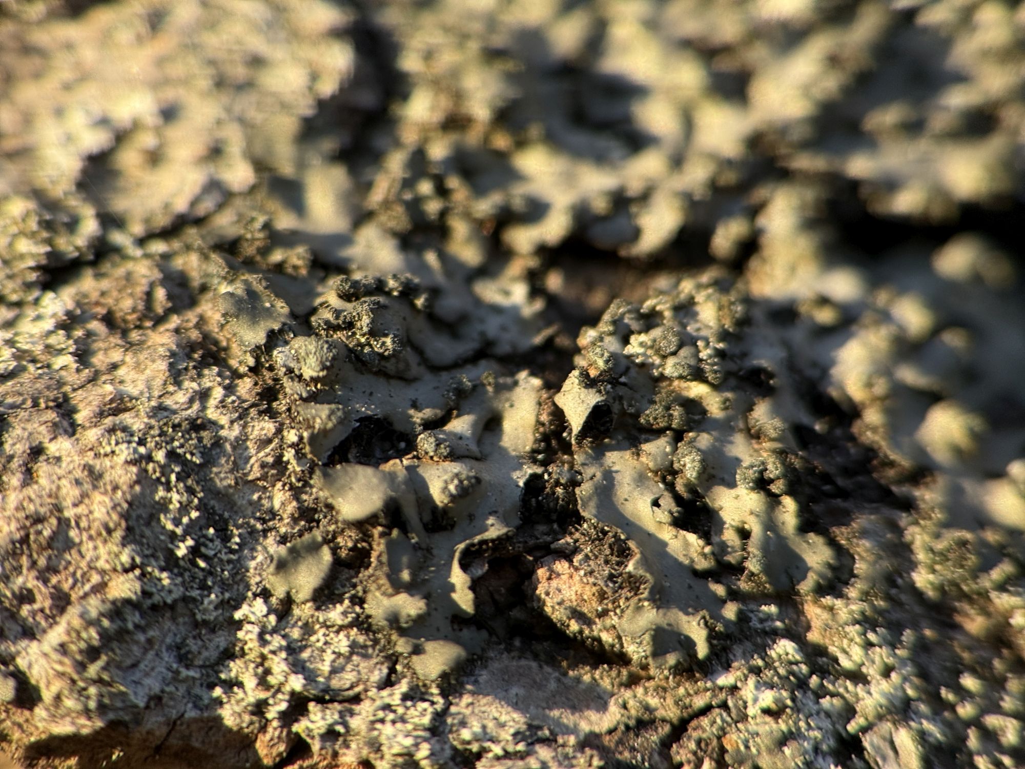 Shiftcam 240mm Super Zoom Tele macro sample.