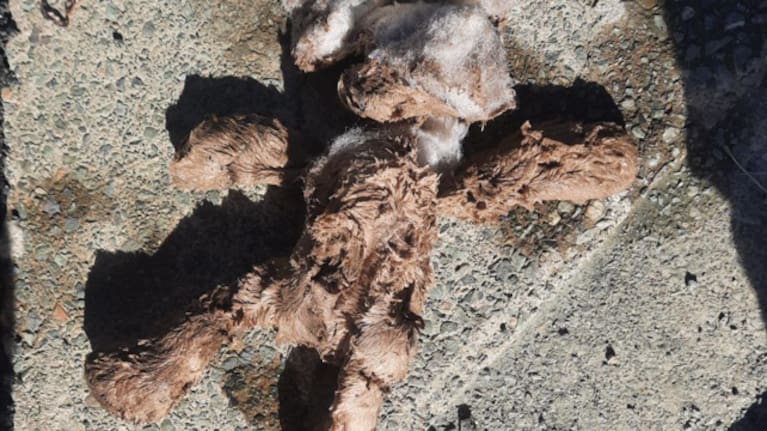 Teddy bears are among the strange items that have been pulled out of the Nelson Tasman region's wastewater network in the past.