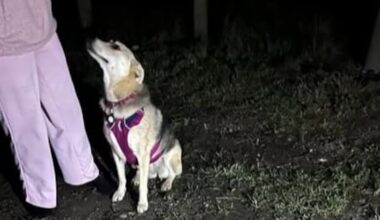 Dog reunited with owners after being swept into Canterbury river