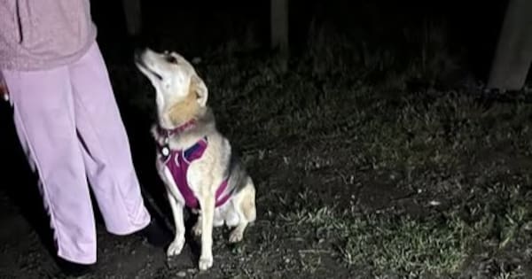 Dog reunited with owners after being swept into Canterbury river