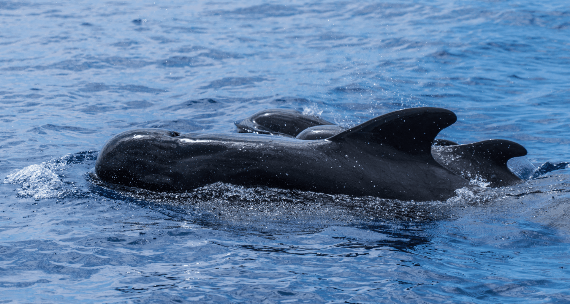 This Stunning Marine Mammal Moves Like Lightning, Despite Its Massive Size