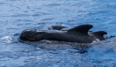 This Stunning Marine Mammal Moves Like Lightning, Despite Its Massive Size