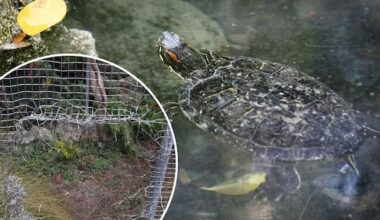 Three of seven stolen turtles slowly make their way home to Hastings park