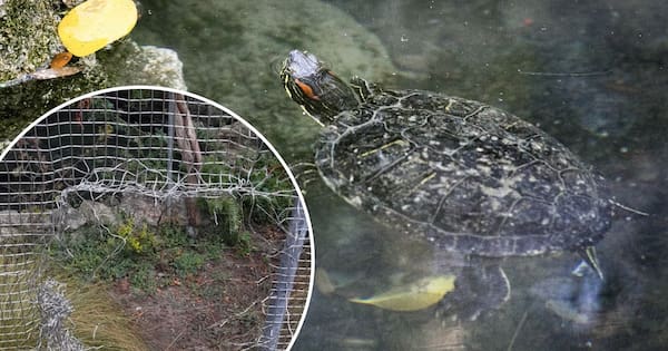 Three of seven stolen turtles slowly make their way home to Hastings park