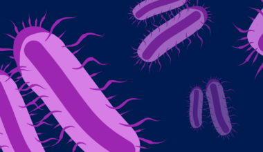 Which Antibiotics Actually Work? - BioTechniques