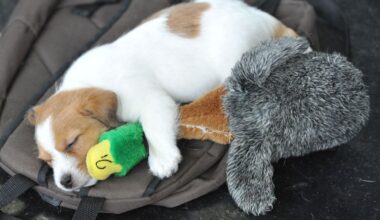 What music lovers should know about sharing sounds with pets