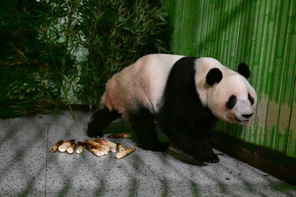 Japan's last pair of pandas have arrived back in China