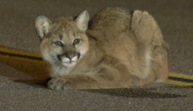 Baby mountain lion found with 'concerning' injuries in middle of L.A. County roadway