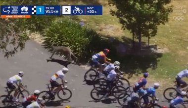 Jay Vine goes on to win Tour Down Under after kangaroo crash