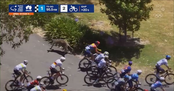 Jay Vine goes on to win Tour Down Under after kangaroo crash