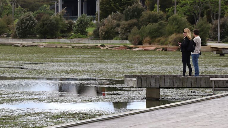 Weed washed up at Rotorua Lakefront after wild weather in November.