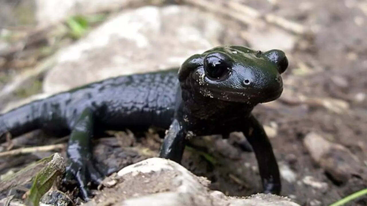 Where Alpine Salamanders live and why it matters (Image source: Wikipedia) Where Alpine Salamanders live and why it matters (Image source: Wikipedia)